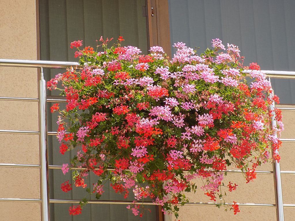 Cazare in Timisoara - PENSIUNEA ANDRONIC - Timisoara